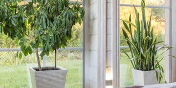 Maximize Natural Light: Cost-Effective Window Upgrades for a Brighter Home in 2025 - Cover Image
