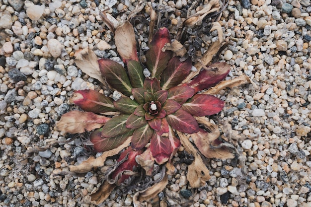 A close-up shot of various drought-resistant plants, such as succulents, cacti, and native shrubs, arranged in a rock garden. The image should highlight the unique textures and colors of these plants.