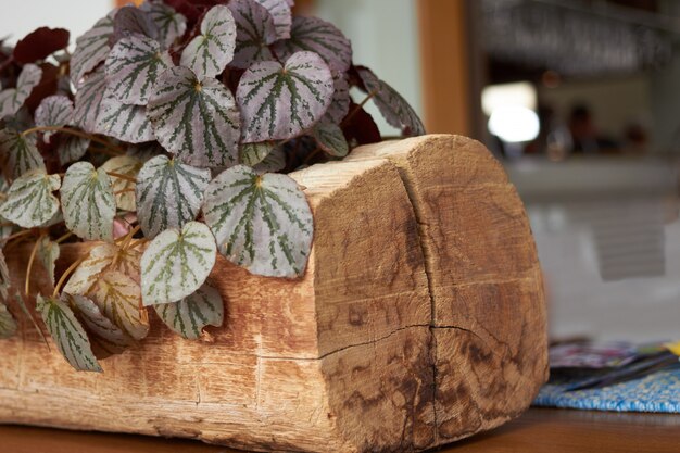 Sustainable Style: Eco-Friendly Home Decor Trends in 2025