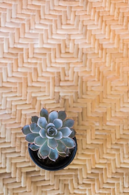 A close-up of a bamboo coffee table in a modern living room, showing the natural grain and texture of the material.  Potted succulents and a hemp rug complete the eco-friendly look.
