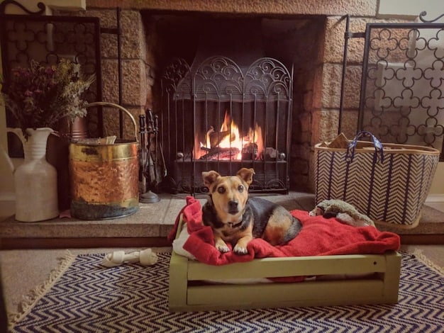A modern living room with a stylish dog bed placed near the fireplace. The dog bed is made of high-quality materials and matches the overall aesthetic of the room, providing a comfortable and inviting space for the pet.