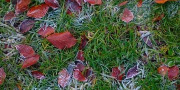 Is Your Lawn Ready for Winter? November Overseeding & Fertilizing Guide - Cover Image