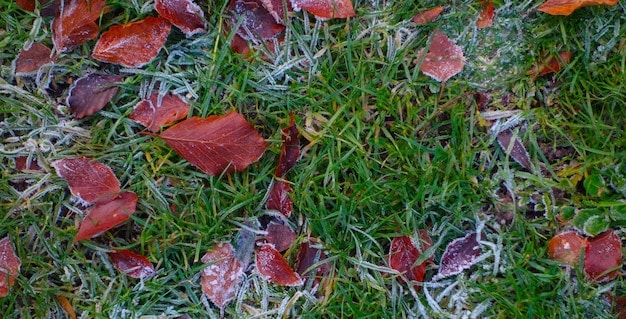 Is Your Lawn Ready for Winter? November Overseeding & Fertilizing Guide
