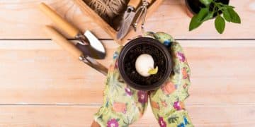 Maximize Your Garden Yield: Soil Testing Tips for Early 2025 - Cover Image