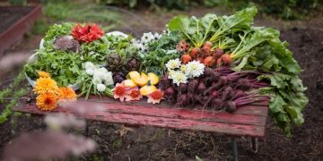 USDA Hardiness Zones 2025: How Updates Change Your Planting Strategy - Cover Image