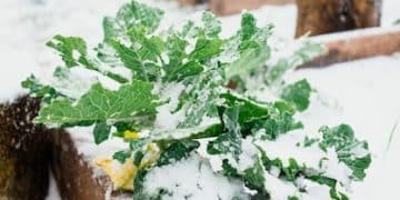 Protect Your Plants: Frost Protection Fabrics & 2025 Costs - Cover Image
