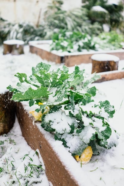 Protect Your Plants: Frost Protection Fabrics & 2025 Costs