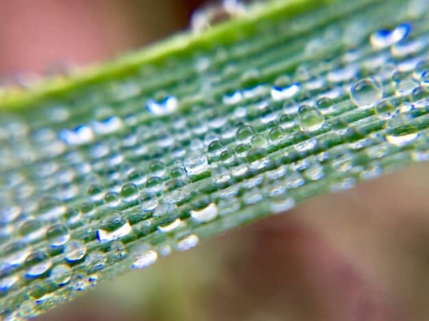 A close-up shot of spunbond polypropylene fabric covering a row of tomato plants in a greenhouse. Water droplets are visible on the fabric's surface, illustrating its water-permeable nature.