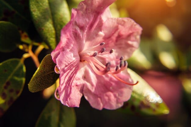 A close-up shot of azalea bushes in full bloom, showcasing their vibrant pink and white flowers. The photo is taken on a sunny day, highlighting the delicate details of the petals.