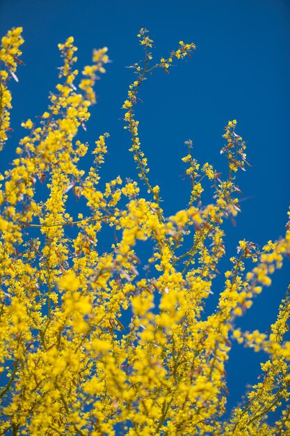 A forsythia bush covered in bright yellow flowers, contrasting against a blue sky. The photo captures the vibrant color and the abundance of blooms.