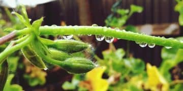 Save Water, Save Money: Drip Irrigation for 15% Less Usage - Cover Image