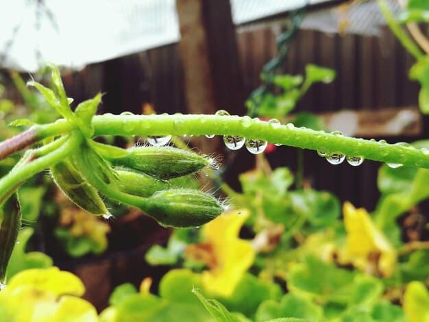 Save Water, Save Money: Drip Irrigation for 15% Less Usage