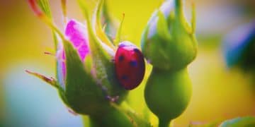 Control Garden Pests Naturally: Organic Guide for 2025 - Cover Image