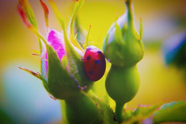 Control Garden Pests Naturally: Organic Guide for 2025