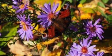 Attract Pollinators: Plant Native Flowers This Fall - Cover Image