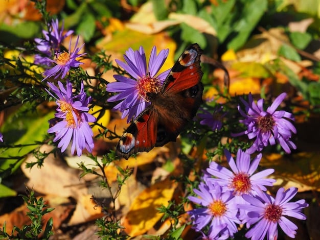 Attract Pollinators: Plant Native Flowers This Fall