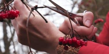 Pruning for Success: A Step-by-Step Guide to Fruit Tree Pruning in Late Winter - Cover Image