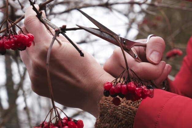 Pruning for Success: A Step-by-Step Guide to Fruit Tree Pruning in Late Winter