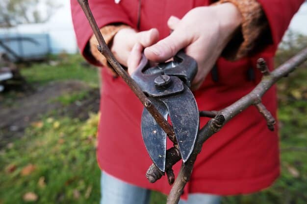 A gardener using loppers to remove a large branch from a fruit tree. The tree is bare, indicating it is late winter. The cut is clean, and the gardener is wearing gloves and eye protection. Other trees in the orchard are visible in the background.