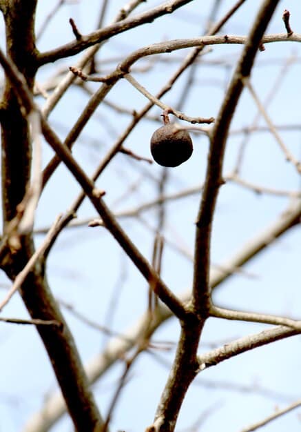 A close up of a clean angled cut on a fruit tree branch, showing the branch collar. The cut is smooth and healing well. The background is slightly blurred, focusing attention on the cut itself.