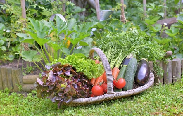 Grow Your Own Food: Easy Crops for Your First Vegetable Garden