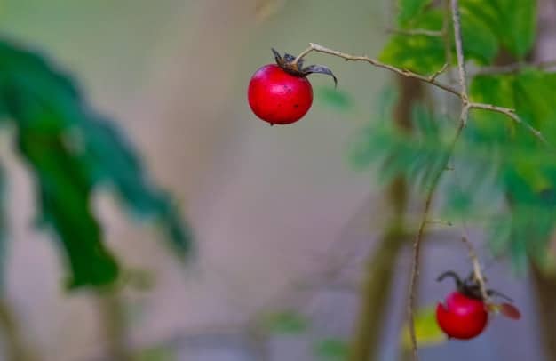 A close-up of vibrant red tomatoes growing on a vine in a garden, showcasing their lush leaves and the surrounding soil.