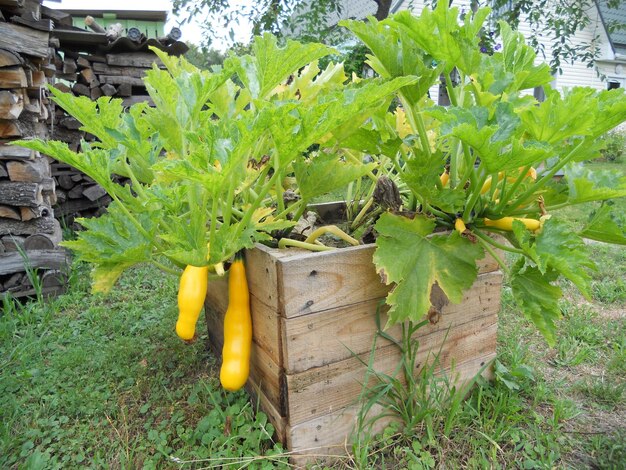 A wooden garden bed filled with zucchini plants, showcasing their large leaves and yellow blossoms, and several zucchinis in various growth stages.