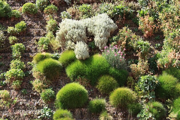 A landscape featuring a variety of ground cover plants cascading down a slope. The plants are lush and vibrant, effectively covering the soil and creating a natural barrier against erosion.