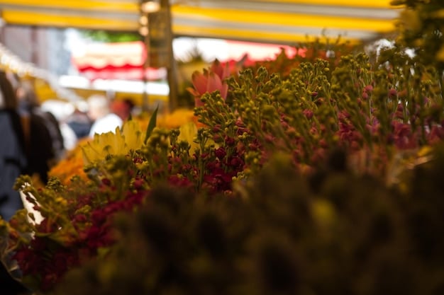 Maximize Sunlight: Garden Positioning for Optimal Growth