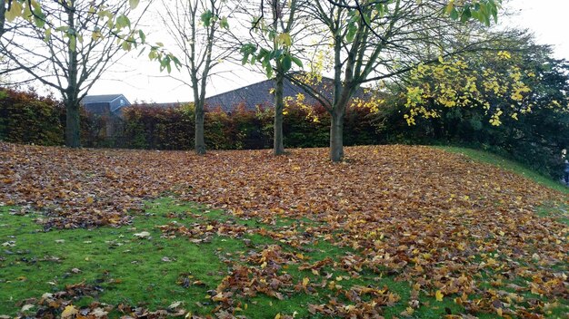 Winterize Your Garden: Protect Your Plants from Freezing Temperatures