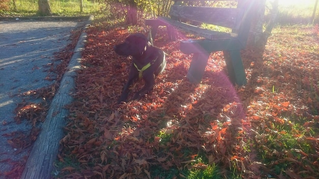 A gardener spreading shredded leaves around the base of a perennial plant in a garden bed. The leaves are piled about 4 inches deep, and the gardener is wearing gloves for protection.