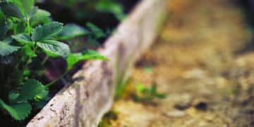 Improve Soil Drainage: Simple Solutions for Soggy Gardens - Cover Image