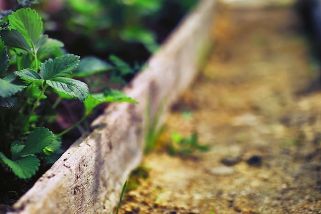 Improve Soil Drainage: Simple Solutions for Soggy Gardens