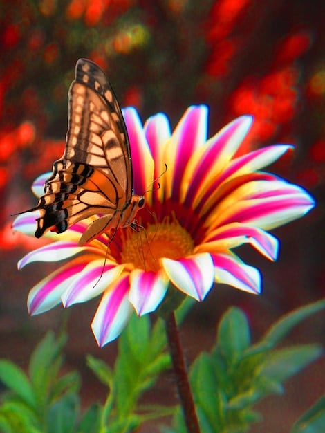 Create a Butterfly Garden: Attract Monarchs Easily